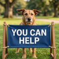 Support Our Rescue Shelter